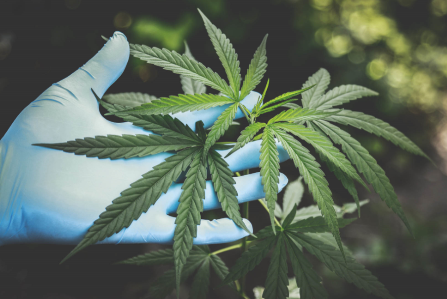 Regulación del cannabis: Trabas para el potencial de una ...