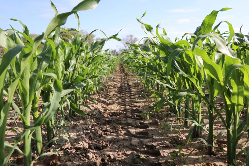 El maíz es uno de los cultivos más arraigados, según el censo agropecuario aguascalientes 2022
