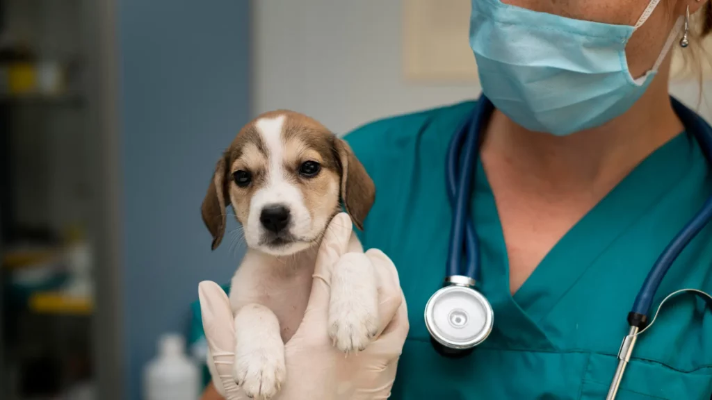 SLP tendrá refugio y clínica para mascotas gratuita