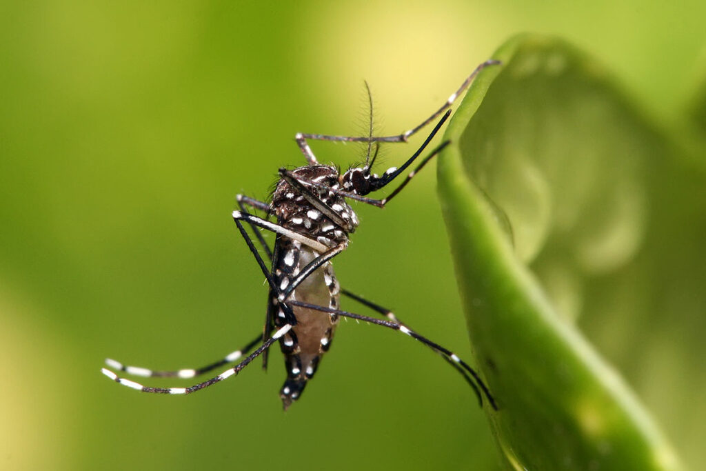 SLP casos confirmados Dengue